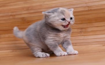 天猫618活动策划方案8篇
