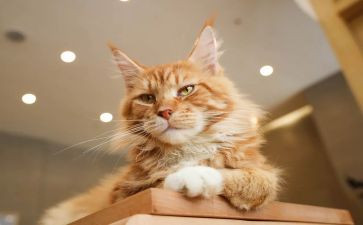 小班语言《小猫》教案5篇