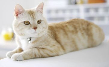 猫和老鼠读后感7篇