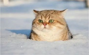 我家楼下的猫作文8篇