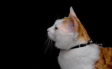 流浪狗和流浪猫心得体会最新8篇