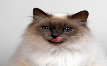 国宝熊猫300字作文5篇