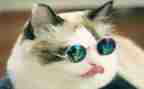 猫日记读后感400字5篇