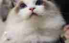 写我的心爱之物猫的作文通用8篇