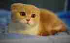 写我的心爱之物猫的作文模板5篇
