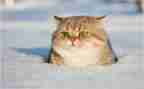 我家楼下的猫作文8篇