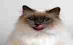 国宝熊猫300字作文5篇