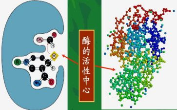 酶的调研报告优秀6篇