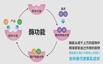 酶的调研报告5篇