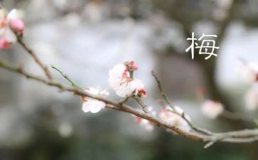 全国模范教师张桂梅心得体会5篇