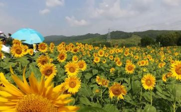美术组工作计划模板5篇