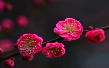 描写梅花的作文600字7篇