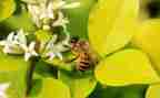 小蜜蜂优秀作文8篇