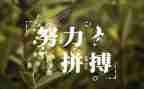 演讲名人的演讲稿8篇