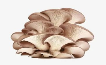 蘑菇幼儿园教案6篇
