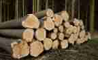 木材买卖合同模板5篇