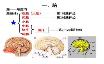 脑教育培训心得体会总结5篇