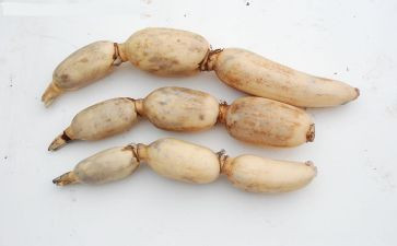 藕的品质作文模板8篇