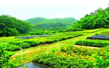 花培育心得体会6篇