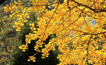 《中秋节》读后感8篇