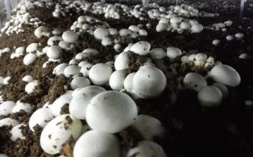 实用菌心得体会7篇