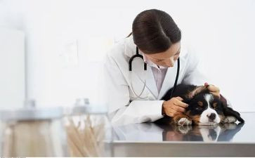 畜牧兽医站个人总结最新7篇