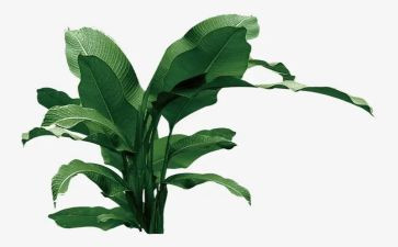树的结构小班教案6篇