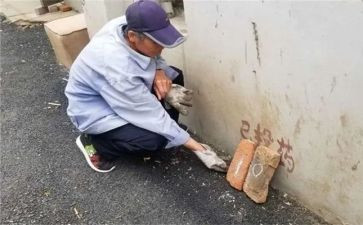 2024年除四害工作总结8篇
