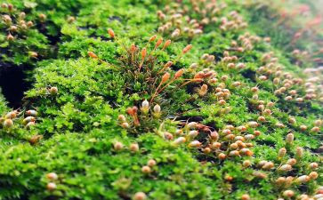 苔的读后感作文800字参考5篇