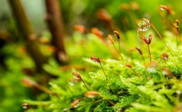 苔的读后感作文800字8篇