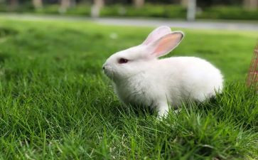 语言课小兔乖乖教案6篇