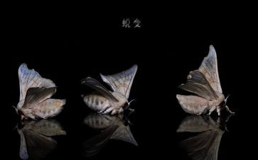 蜕变优秀作文优质7篇