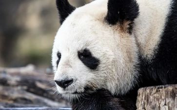 笑猫的日记读后感400字5篇