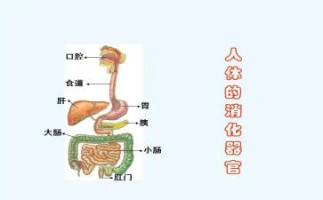 消化的心得体会6篇