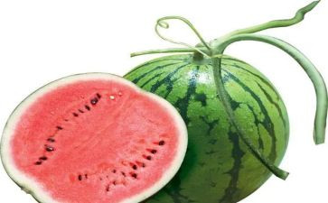 大西瓜大班教案8篇