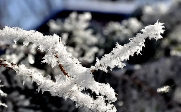 除雪志愿者心得体会通用5篇