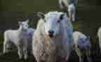 有关羊的社会实践报告8篇