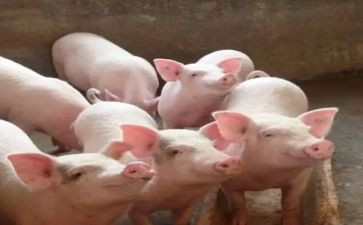 养殖猪申请书5篇