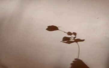 我的影子教学反思5篇