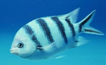 鱼买卖合同模板优秀8篇