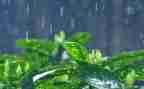 关于春天的雨的作文300字作文8篇