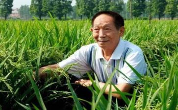 2024关于袁隆平的作文8篇