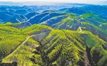 植树造林活动方案6篇