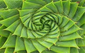 植物的作文作文最新7篇