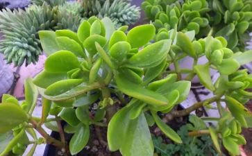 读我的植物朋友的作文推荐6篇