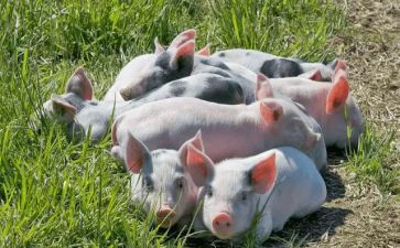 猪的市场调查报告最新5篇