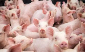猪的市场调查报告通用7篇