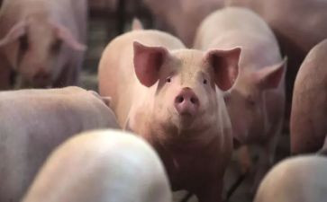 猪的市场调查报告参考8篇