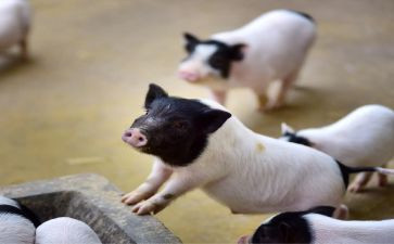 养猪合同6篇