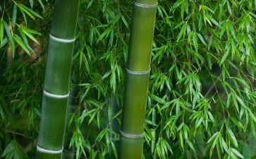 关于竹的心得体会800字5篇